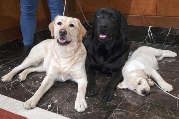 Dogs that look like cortez shop